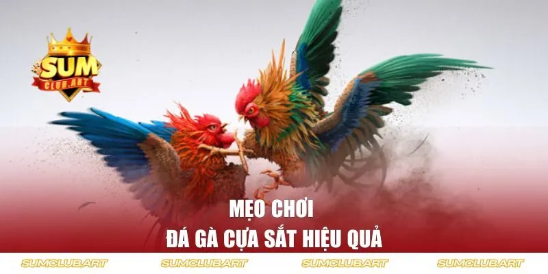 Chia sẻ mẹo chơi đá gà hiệu quả từ cao thủ SUMCLUB