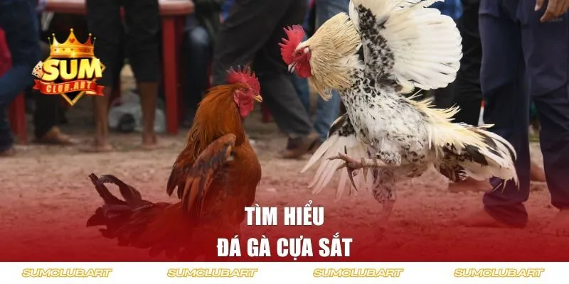 Đá gà cựa sắt là gì?