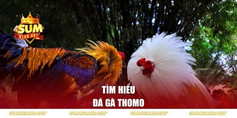 Tìm hiểu về đá gà Thomo