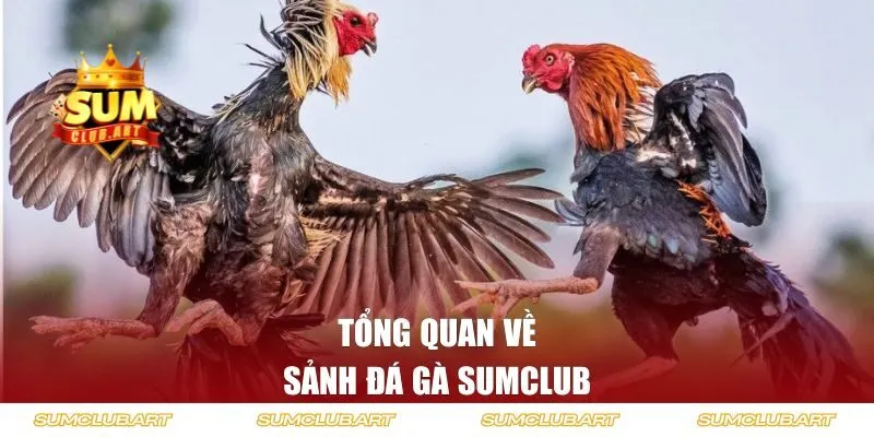 Tổng quan về sảnh đá gà SUMCLUB