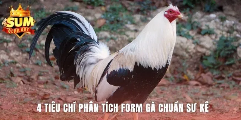 Phân tích form gà qua bốn yếu tố chính cho cái nhìn toàn diện