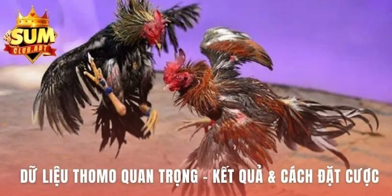 Lịch thi đấu Thomo cung cấp dữ liệu phân tích kèo và kết quả