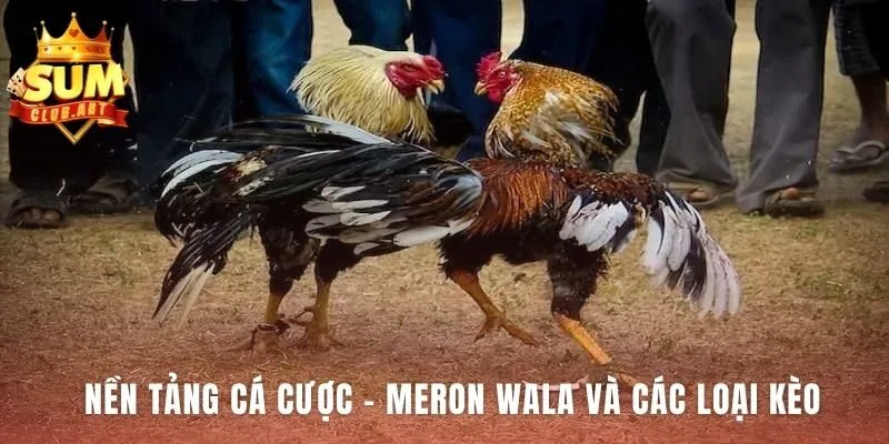Chọn Gà Meron bắt đầu từ hiểu rõ luật chơi cơ bản