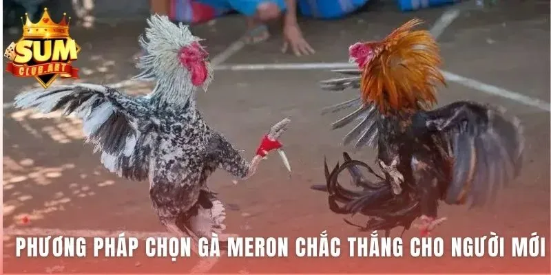 Phương pháp Chọn Gà Meron kết hợp soi tướng và đọc kèo